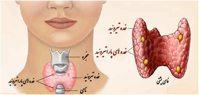 تیروئید پرکار چه خطراتی دارد 