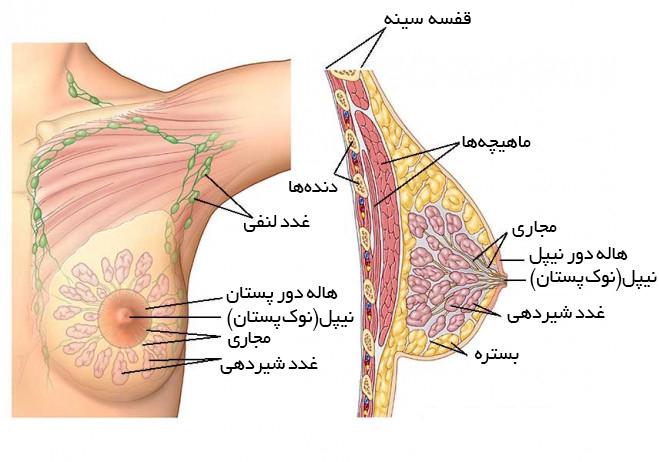 سرطان سینه زنان ✔️ داروی گیاهی سرطان سینه زنان ✔️ طب سنتی و سرطان سینه زنان ✔️ درمان سرطان سینه با روش طب سنتی ✔️ چگونه سرطان سینه را تشخیص دهیم