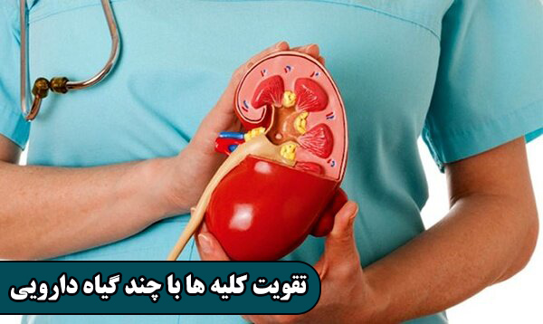 تقویت کلیه ها با چند گیاه دارویی