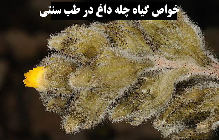 خواص گیاه چله داغ در طب سنتی 