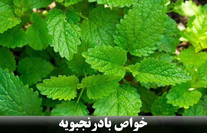 بادرنجبویه چیست