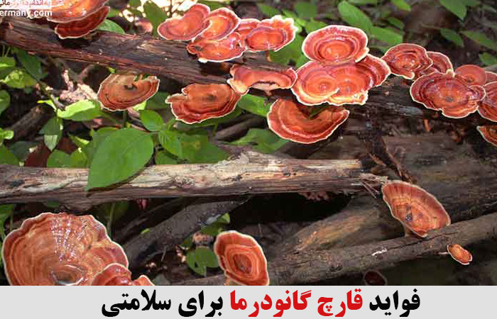 فواید قارچ گانودرما برای سلامتی