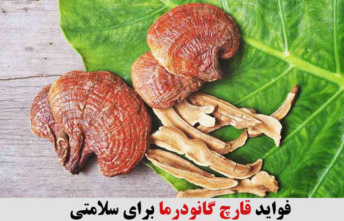 فواید قارچ گانودرما برای سلامتی 