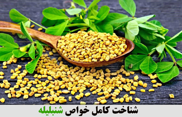 شناخت کامل خواص شنبلیله ✔️ خواص شنبلیله ✔️ خواص شنبلیله برای مردان ✔️ تخم شنبلیله برای لاغری ✔️ خواص شنبلیله برای باردار شدن