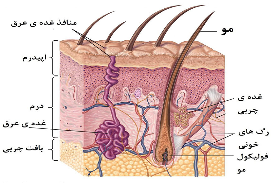 ساختار پوست