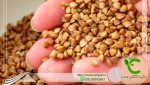 فروش گندم سیاه بسته بندی