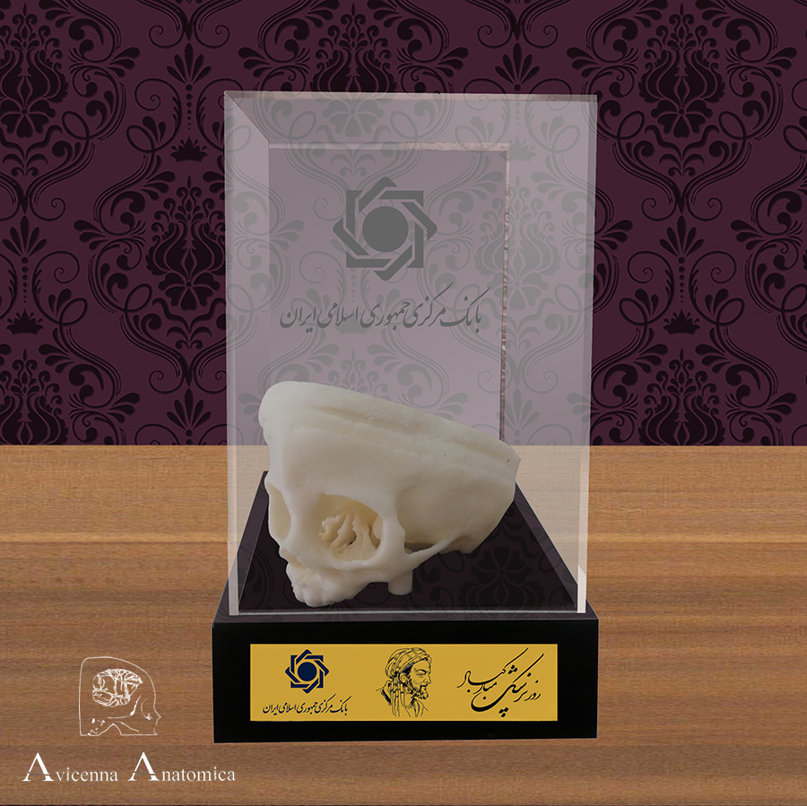 تندیس آناتومی سه بعدی هدیه پزشک