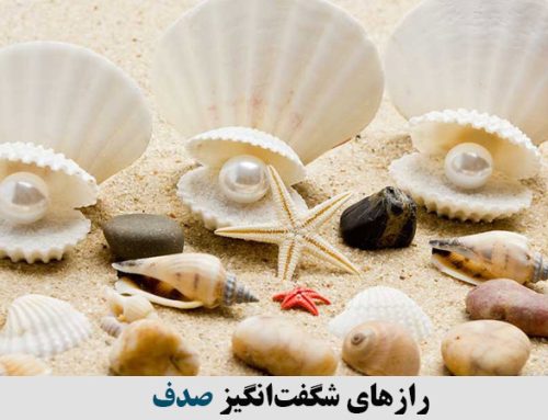 رازهای شگفت‌انگیز صدف: خواص و ویژگی‌های بی‌نظیر این گوهر دریایی