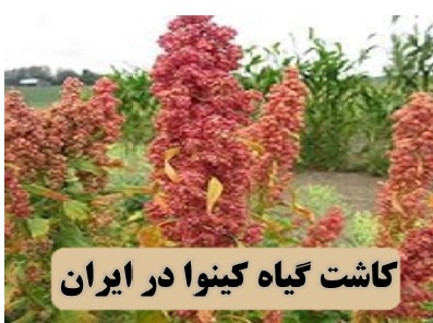 بذر گیاه کینوا ✔️ مضرات مصرف کینوا ✔️ هزینه کاشت کینوا ✔️ کاشت گیاه کینوا در ایران ✔️ مشکلات کاشت کینوا