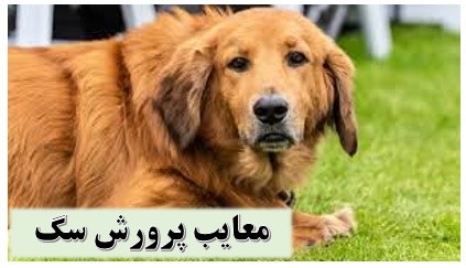 پرورش سگ مشکلات ✔️ مشکلات نگهداری سگ ✔️ تغذیه سگ پرورشی ✔️ معایب پرورش سگ ✔️ محل نگهداری سگ