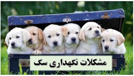 پرورش سگ مشکلات ✔️ مشکلات نگهداری سگ ✔️ تغذیه سگ پرورشی ✔️ معایب پرورش سگ ✔️ محل نگهداری سگ