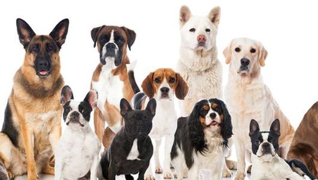 انواع نژاد سگ پا کوتاه ✔️ بهترین نژاد سگ خانگی ✔️ بهترین نژاد سگ نگهبان ✔️ باوفاترین نژاد سگ ✔️ بهترین نژاد سگ شکاری