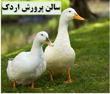 معایب پرورش اردک ✔️ درآمد پرورش اردک ✔️ سالن پرورش اردک ✔️ طرح توجیهی پرورش اردک گوشتی ✔️ ترکیبات غذای اردک