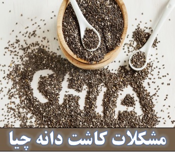کاشت دانه چیا در ایران ✔️ قیمت دانه چیا ✔️ مضرات دانه چیا ✔️ مشکلات کاشت دانه چیا ✔️ خرید دانه چیا ✔️ دانه چیا برای لاغری