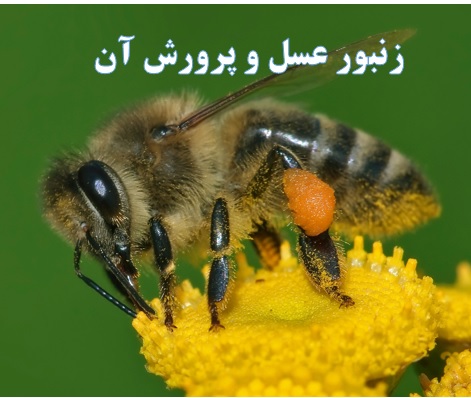 پرورش زنبور عسل ✔️ معایب زنبورداری ✔️ مراحل راه اندازی زنبورداری ✔️ مراحل راه اندازی زنبورداری ✔️ نحوه تولید ژله رویال ✔️ زنبورعسل و پرورش آن ✔️ طرح پرورش ملکه ✔️ مشکلات پرورش زنبور عسل ✔️ زنبورعسل و پرورش آن ✔️ شرایط محیطی پرورش زنبورعسل 