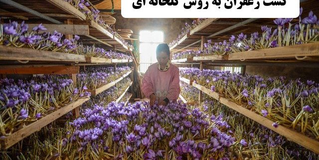 ✔️ کشت زعفران به روش گلخانه ای ✔️ سرمایه گذاری ✔️ مشکلات کشت زعفران به روش گلخانه ای ✔️ کشت زعفران بدون خاک  ✔️ کاشت سنتی زعفران ✔️ کشت زعفران به روش هیدروپونیک ✔️ کشت زعفران به روش آیروپونیک