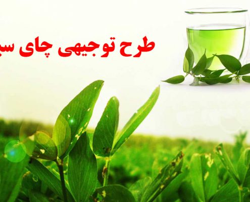 طرح توجیهی چای سبز