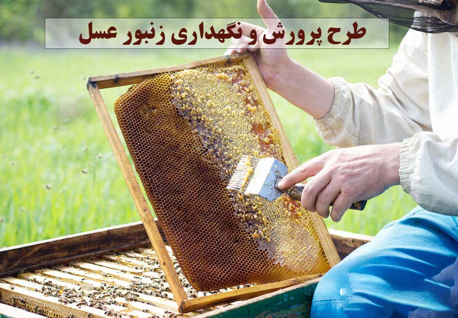 طرح پرورش و نگهداری زنبور عسل 
