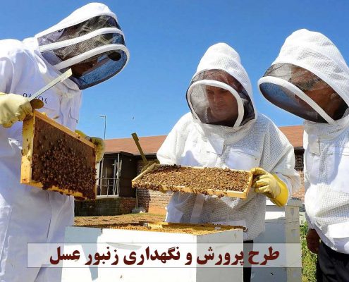طرح پرورش و نگهداری زنبور عسل