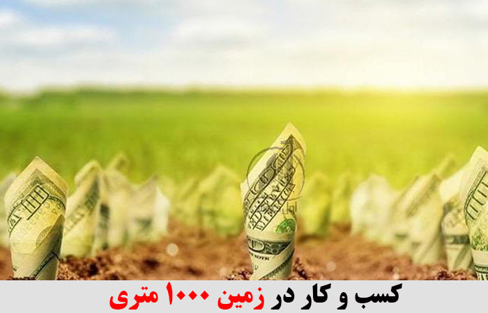 کسب و کار در زمین 1000 متری