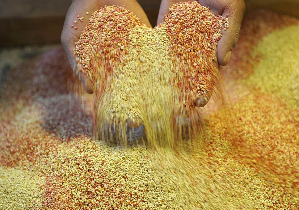 خرید بذر کینوا شیراز