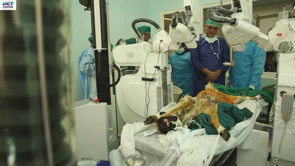Robotic surgery in the preclinical stage with a live animal and a corpse